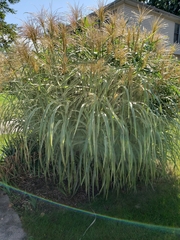Miscanthus sinensis