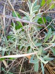 Achyrocline saturejoides