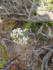 Glandularia sulphurea