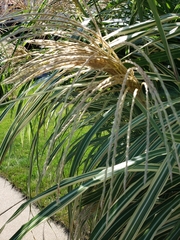Miscanthus sinensis