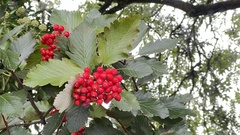 Scandosorbus