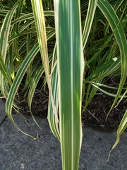 Miscanthus sinensis