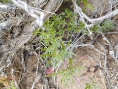 Glandularia sulphurea