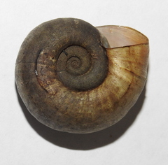 Planorbarius corneus