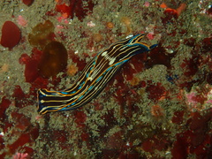 Navanax inermis
