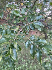 Zanthoxylum hirsutum