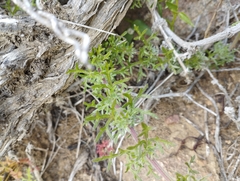 Glandularia sulphurea