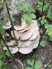 Pleurotus ostreatus