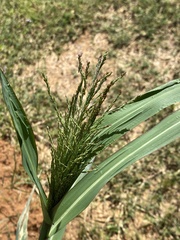 Panicum dichotomiflorum
