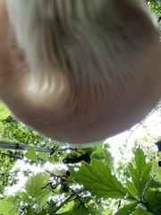 Pleurotus ostreatus