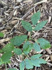 Aegopodium podagraria