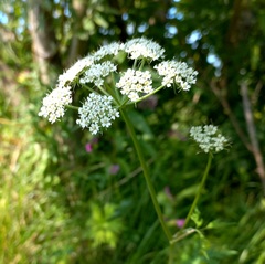 Conioselinum tataricum