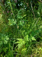 Conioselinum tataricum