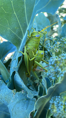 Schistocerca shoshone