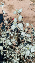 Dicoria canescens