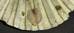 Pododesmus patelliformis