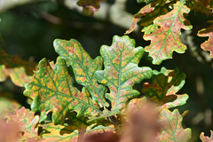 Apiognomonia errabunda