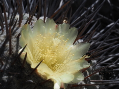 Copiapoa dealbata