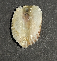 Pododesmus patelliformis