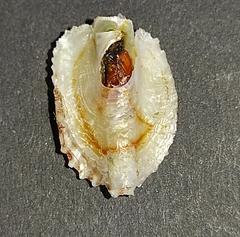 Pododesmus patelliformis