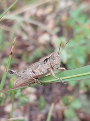 Melanoplus scudderi