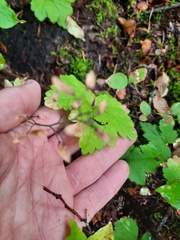 Tiarella trifoliata