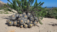 Copiapoa dealbata