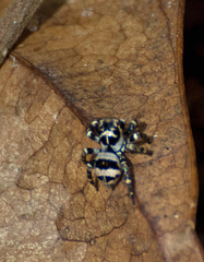 Corythalia argentinensis