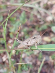 Melanoplus scudderi
