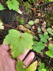 Tiarella trifoliata