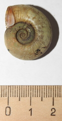 Planorbarius corneus