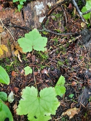 Tiarella trifoliata