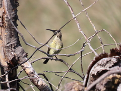 Nectarinia famosa famosa