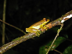 Scinax elaeochroa