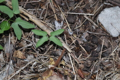 Ipomoea cordatotriloba