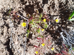 Oxalis laxa