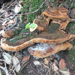 Fuscoporia