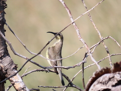Nectarinia famosa famosa
