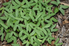 Ipomoea cordatotriloba