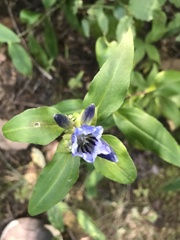 Gentiana decora