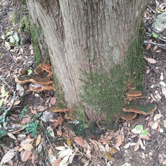 Fuscoporia