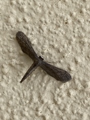 Euacidalia brownsvillea