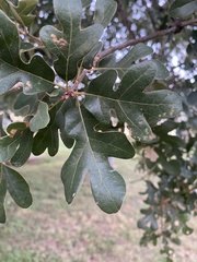 Quercus stellata