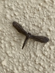 Euacidalia brownsvillea
