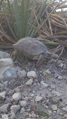 Gopherus berlandieri