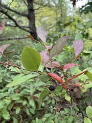 Vaccinium corymbosum