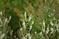 Melilotus albus image