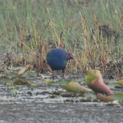 Porphyrio poliocephalus