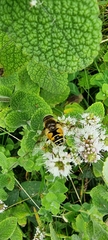Eristalis horticola