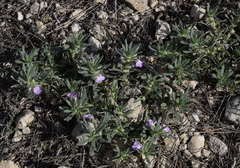 Ajuga iva